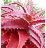 Priyathams Imported Worlds Rare Red Aloe Vera Plant Seed (Pack Of 30)