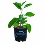 Bhajanlal Greenery Ashwagandha Live Plant with 4 Inches Nursery Pot