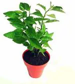 Baishnab Pedilanthus PlantBera PlantGET NAGDON