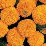 PARYAVARAAN Inca Marigold Seeds F1 Hybrid Orange INCA Type Flower Seeds pack of 10 seeds