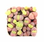 India Gardening Lithops Succulent Living Stones Plant