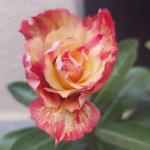 Cloud Farm Hybrid Adenium Plant - 200 mm CF347