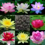 NooElec Seeds India Bowl Bonsai Suitable Water Lotus Flower Seed for Aquarium Pond -20 Pieces Mix Seed
