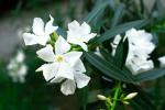 ONLINE PLANT BAZAR WHITE OLEANDER FLOWER PLANT(PACK OF-1)