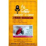 Robin Export Company 3 Mukhi Rudraksha Three Faced Rudraksh Bead Original & Certified for Men and Women