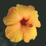 Platone Hibiscus PlantJoba PlantINE-NEW-295