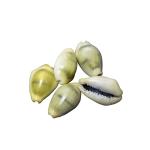 Djuize Yellow Kaudi seashell 5 pieces Stoneware Yantra