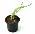 India Gardening Epiphyllum Anguliger, Fishbone Cactus