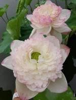 Indian Gardens Lotus Live Plant Rare Super Sayana Anil code 5