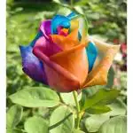 Cloud Farm Grafted Rainbow roses Best color flower plant Climbing Rose Plant Perennial