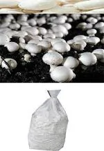 Platone Mushroom(100 Grams)