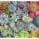 Hillmart Natural Live Cute Succulent Plants Collections