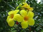 ONLINE PLANT BAZAR ALLAMANDA YELLOW FLOWER PLANT
