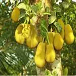 GLOBALPLANTS ALLTIME JACKFRUIT PLANT