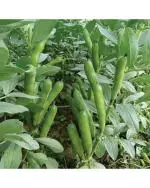 Afflorance Broad Beans Vegetable Seeds (Pack of 10 Seeds)