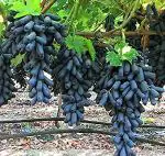 Zomoloco Grapes PlantAngur PlantLive Black Long Grapes Plant - Healthy Sweet Fruit Plants