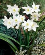 PARYAVARAAN Amazon Lily Flower Bulbs Summer Flower Bulbs pack of 2 Bulbs