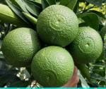 ONLINE PLANT BAZAR BARI 1 MALTA LEMON PLANT(PACK OF-1)