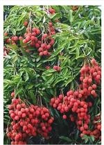 Baishnab Litchi PlantLichu PlantGardens Lichi Fruit Plant