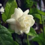 Cloud Farm Arabian Jasmine Double Petal Healthy Flower Plant CF[609601401]