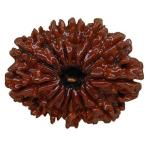 Feel Touch Mart Pure 13 Mukhi Rudraksha Original Certified Nepali with Silver Pendant 22.10mm Thirteen Face Terha Mukhi Nepal Rudraksha for Men & Women