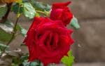 Online Plant Bazar Red Rose Flower Live Plant
