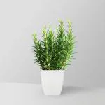 Charming Gronhus Real Live Aromatic,Organic, Medicinal, Perennial Herb | Live Plant for your Home Terrace and Kitchen Garden With White Pot Given