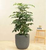 UGAOO Grey Plastic Rib Short Planter, 43 X 43 Cm