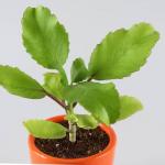 Cloud Farm Hybrid Bryophyllum Pinnatum Plant - 180 mm (CF_36)