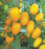 PUNARVA Tomato Yellow Grape Seed (Pack Of 10)
