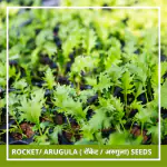 Farmgokart | 500 Seed Pack of ROCKET -ARUGULA SEEDS | Best Suitable For Terrace And Home Gardening