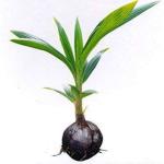 Platone Coconut PlantNarkel PlantChausa Coconut Hybrid Plant For Outdoor Garden