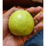 Cloud Farm Special Thai Guava Plant,Packing Quality High Secure, (Pack of 1) Healthy Plant For Home &Garden.,CF_N185