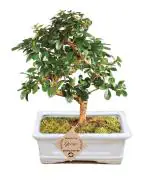 Abana Homes Brown, Green Bonsai Live Plants Carmona Indoor Bonsai Plant With Pot