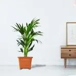 Trustbasket Brown EarthBox-10 Square Planter (6)