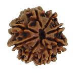 Feel Touch Mart 9 Mukhi Pure & Original Nepal Rudraksha by Lab Certified