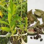 Online Plant Bazar Green Cardamom Elaichi Live Plant