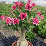 Corofitam Adenium PlantAde PlantAdenium live plan 5