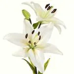 PARYAVARAAN Lily Flower (White 5)