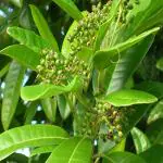 Cloud Farm All Spice Plant/Sarvasugandhi/Jamaica pepper (Pimenta dioica) Flowering/Ornamental/Medicinal Healthy Plant (Home & Garden),CF_17