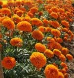 PARYAVARAAN Marigold Inca Flower Seeds F1 Hybrid Orange Color For Home Gardening & Planting (Pack of 20 Seeds)- By PARYAVARAAN