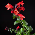 Ashokavanam Mona lisa Lipstick small Plant (Aeschynanthus radicans)