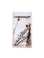 Market 99 Tooth Brush Stand for Wash Basin Bathroom Tounge Cleaner Storage Organiser Floral Design, Gold