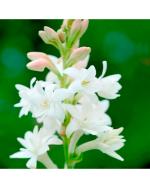 Afflorance White Rajanigandha or Tuberose Flower Bulbs (20 Bulbs)