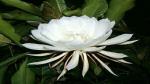 The Entacloo Brahma Kamal Plant BRAMMA KAMAL