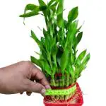 Online Plant Bazar Green Lucky Bamboo 3 Layer Feng Shui Live Plant, Height- 8Inc To 12 Inc, Breadth-28 Cm To 35 Cm, 4X4 Plastic Pot