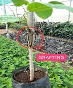 Green line Custard Apple Super Golden Variety Sugar Apple Sitafal Ata Fruit Grafted Live Plants