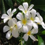 Platone Jasmine Plant (KH-178)