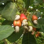 Afflorance Cashew Dry Fruit Tree Seeds