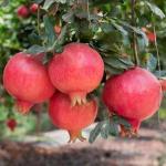 Cloud Farm Pomegranate Healthy Plant CF[0010]